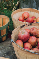 Sticker - wooden baskets full of hand picked apples on farm