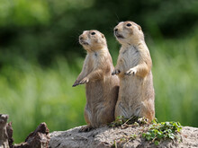 Prairie Dogs, Genus Cynomys Outdoors In Nature