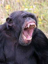Screaming, Aggressive Wild Chimpanzee Primate, Pan Troglodytes