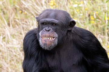 chimpanzee primate, pan troglodytes outdoors