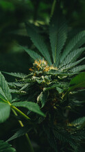Close Up Shot Of Marihuana Bud Blooming