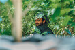 © Cavan Images - farmer working in marihuana legal farm in california