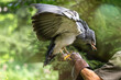 Portrait of a grey buzzard on a falconers arm