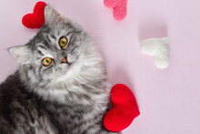 A Cute Gray Cat Lies Next To Knitted Hearts And Looks Straight Into The Frame. Love For Pets. Valentine's Day
