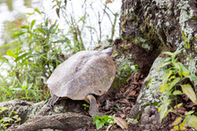 South American Freshwater Tropical Turtle On The Ground Outside The Lagoon