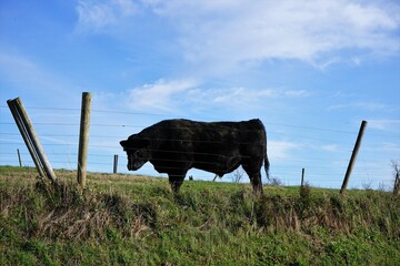 Wall Mural - cow on a meadow