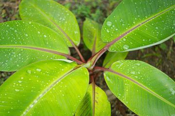 Wall Mural - banana leaf with water drops texture