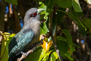 A beautiful big bird of Black Bellied Malkoha perching on tree branch