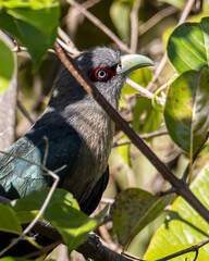 A beautiful big bird of Black Bellied Malkoha perching on tree branch