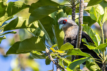a beautiful big bird of black bellied malkoha perching on tree branch