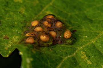 small yellow eggs