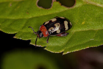 Poster - Adult Flea Beetle