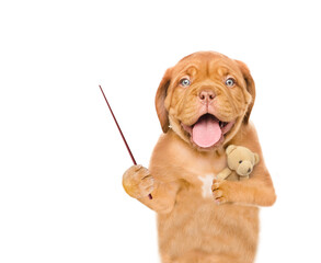 Poster - Yawning sleepy Mastiff puppy hugs favorite toy bear and points away on empty space.  isolated on white background