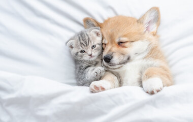 Poster - Cozy Pembroke Welsh corgi puppy hugs tiny tabby fold kitten under white warm blanket on a bed at home. Top down view