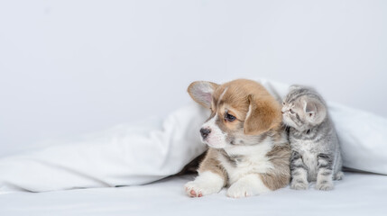 Sticker - Cute Pembroke welsh corgi puppy and gray kitten sit together under warm blanket on a bed at home and look away on empty space