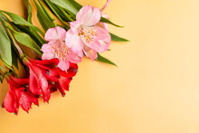 Red And Pink Flowers Of Alstroemeria On A Yellow Background. Space For Text. Floral Background. The Concept Of A Holiday, Beauty. Birthday, March 8, Valentine's Day.