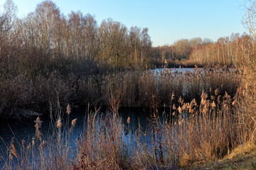 Wall Mural - Reed-beds in the French Gâtinais Regional nature park