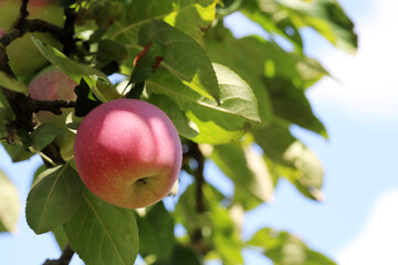 red apple growing on a tree in garden on sky background. ripening fruits hanging on branch with leav