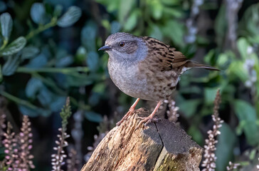 A closeup of a house sparrow (Passer domesticus) on wood