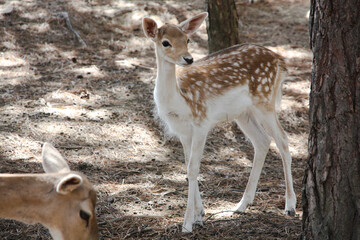 Poster - A baby deer walking in the forest in the daytime.