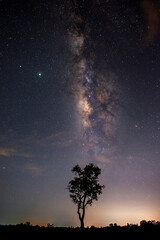 Wall Mural - dark tree in the sky with stars and milky way