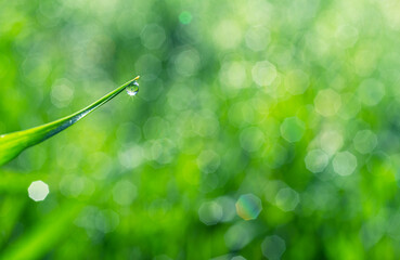 Wall Mural - Sparkling dew drop on the green grass leaf close-up. Purity and freshness concept. Nature background.
