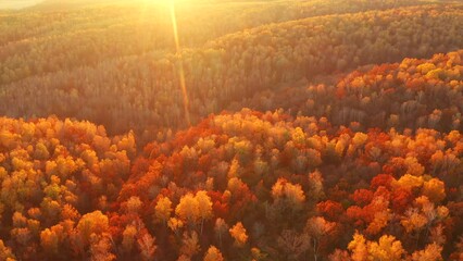 Wall Mural - Fantastic autumn forest glows in the sunlight from a bird's eye view. Filmed in 4k, drone video.