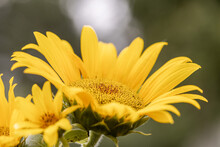 Helianthus Annuus Flower, The Common Sunflower, Is A Large Annual Forb Of The Genus Helianthus Grown As A Crop For Its Edible Oil And Edible Seeds