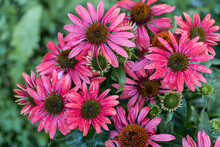 Blooming Rose Echinacea (rudbeckia) With A Natural Background. Pink Coneflower. Selective Focus. Colorful Bokeh. Lovely Summer And Autumn Flower Blooming In Garden. Macro Detail Photo Flower.