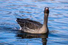 The Greylag Goose, Anser Anser Is A Species Of Large Goose