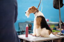 A Beautiful Fox Terrier Dog Is Sitting On A Grooming Table