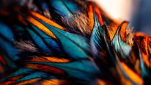 Rooster Feathers. Indian Rooster Bright Color Feathers.