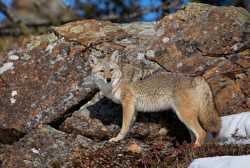 Wall Mural - A lone coyote (Canis latrans) standing on a rocky cliff hunting in the winter snow