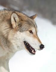 Wall Mural - Tundra Wolf (Canis lupus albus) closeup in the winter snow.