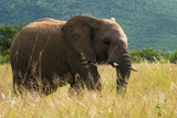 Fototapeta Sawanna - An adolescent elephant ambles through grassland in Pilanesberg Game Re serve, North West.
