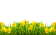 Yellow spring narcissus, daffodils in green grass with flowers