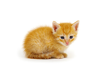 Wall Mural - Kitten isolated on a white background.