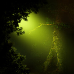 Wall Mural - Golden light in dark forest with old hollow tree and leaves silhouettes