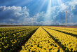 View on rows of yellow tulips on field  countless flowers, wind turbines, sunrays, blue sky with clouds - Grevenbroich, Germany - sustainable environmentally friendly energy concept