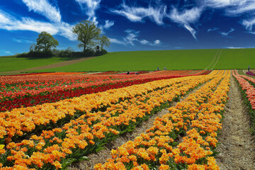 Wall Mural - View on valley with colorful rows yellow and red tulips field , green hill with trees against blue summer sky -  Grevenbroich, Germany