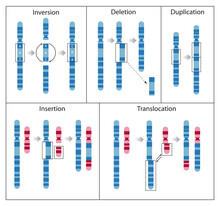 Chromosome Mutation Is The Process Of Change That Results In Rearranged Chromosome Parts