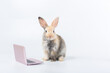 bunny with laptop. Easter animal rabbit education technology concept. Adorable furry baby rabbit use laptop 