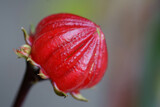 Fototapeta Tulipany - 赤い実