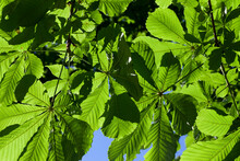 Beautiful Young Foliage Of Green Trees