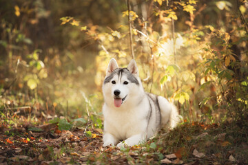 Wall Mural - dog