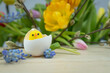 Wielkanocne tło, wiosenne kolorowe kwiaty, kurczak w skorupkach jajek.