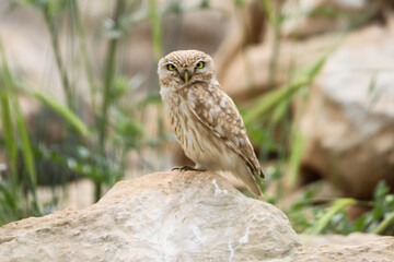 Ural owl sitting on the big stone