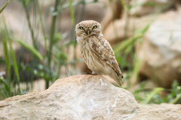 Ural owl sitting on the big stone