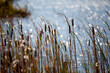Cattails along the shore of a lake in an Ontario Provincial Park.