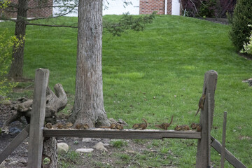 Poster - many Chipmunks eating on fence post rail in the garden